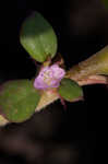 Desert horsepurslane